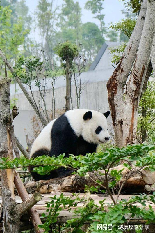 项和流程 成都3日游最佳方案pg电子平台成都旅游注意事(图4)